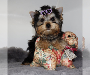 Yorkshire Terrier Puppy for sale in LOS ANGELES, CA, USA