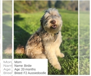 Mother of the Aussiedoodle puppies born on 11/11/2023