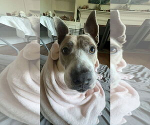 Blue - Female Jack Russell Terrier-Staffordshire Bull Terrier Mix Dog for Adoption - Photo #4