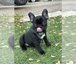 Puppy 1 French Bulldog