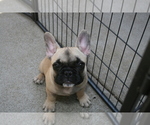 Small Photo #6 French Bulldog Puppy For Sale in LINCOLN, CA, USA