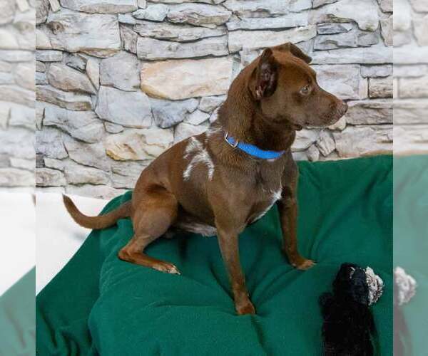 Medium Photo #3 Chihuahua-Unknown Mix Puppy For Sale in Kennesaw, GA, USA