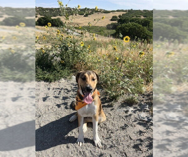 Medium Photo #14 Anatolian Shepherd-Unknown Mix Puppy For Sale in Lakewood, CO, USA