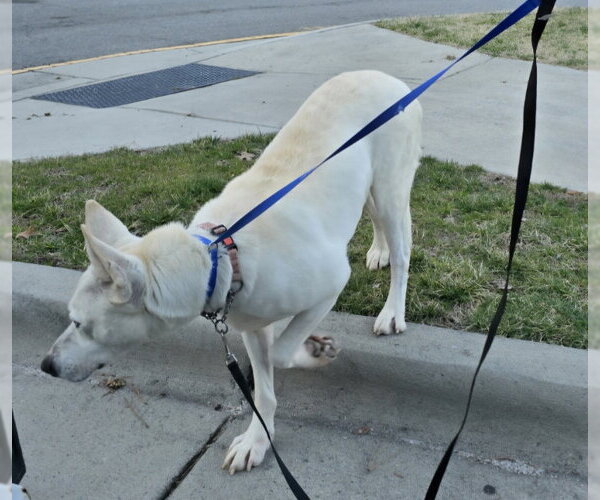 Medium Photo #19 Bull Terrier-Huskies  Mix Puppy For Sale in Winston Salem, NC, USA