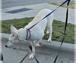 Small #18 Bull Terrier-Huskies  Mix
