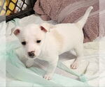 Small #2 Chiweenie