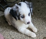 Puppy Cream Miniature American Shepherd