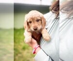 Small Photo #2 Double Doodle Puppy For Sale in PALMER, AK, USA