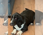 Small Photo #1 Basset Hound Puppy For Sale in HILLSBORO, TX, USA