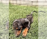 Small #5 Dachshund
