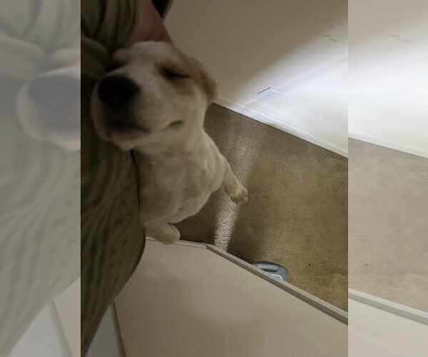 Medium Photo #11 Mutt Puppy For Sale in Holly Springs, NC, USA