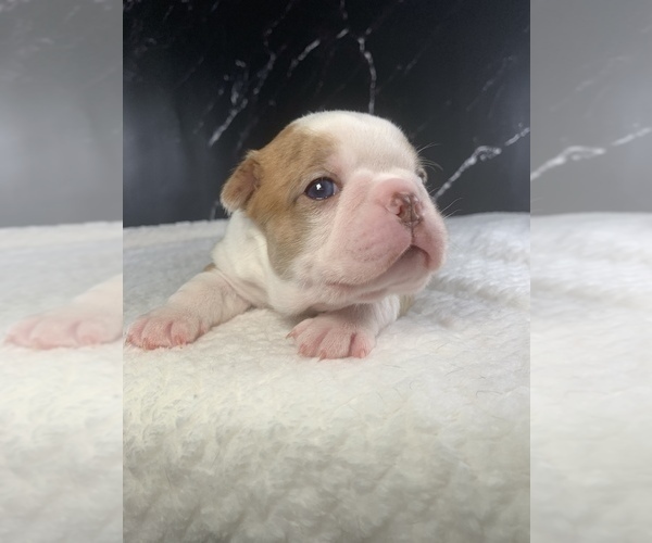 Medium Photo #55 Boston Terrier Puppy For Sale in TULARE, CA, USA