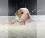 Small Photo #55 Boston Terrier Puppy For Sale in TULARE, CA, USA
