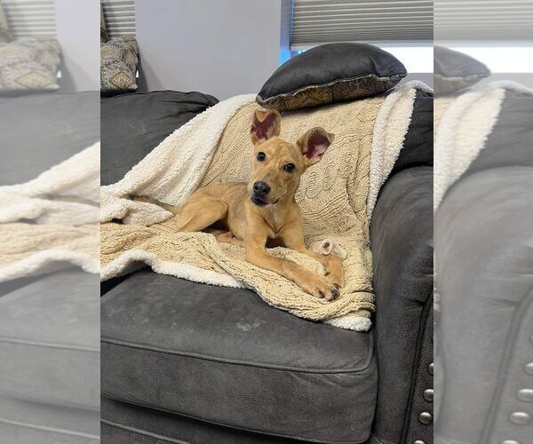 Medium Photo #5 Mutt Puppy For Sale in St. Louis Park, MN, USA