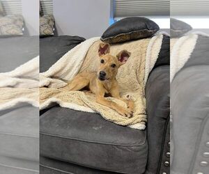 Lillian - Female Mutt Dog for Adoption - Photo #5