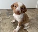 Puppy Puppy 1 Brittany