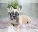 Puppy Jessie French Bulldog