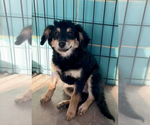 Medium Photo #7 Mutt Puppy For Sale in San Diego, CA, USA