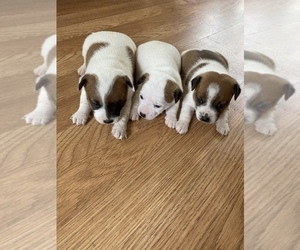 Jack Russell Terrier Puppy for sale in DAWSONVILLE, GA, USA