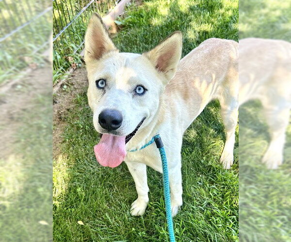 Medium Photo #1 Siberian Husky-Unknown Mix Puppy For Sale in Sacramento, CA, USA