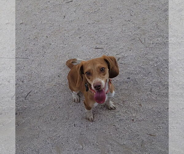 Medium Photo #5 Beagle Puppy For Sale in Las Vegas, NV, USA