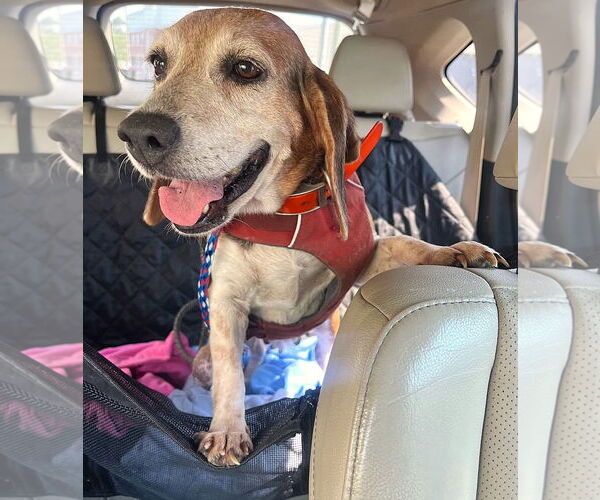 Medium Photo #5 Beagle Puppy For Sale in Dunnellon, FL, USA