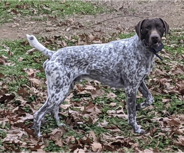 Medium Photo #1 German Shorthaired Pointer Puppy For Sale in GREENVILLE, SC, USA
