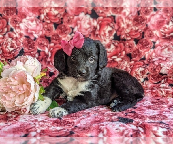 Medium Photo #4 Cocker Spaniel-Unknown Mix Puppy For Sale in CHRISTIANA, PA, USA