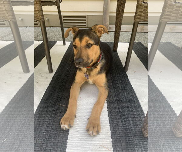Medium Photo #5 Mutt Puppy For Sale in Bellevue, WA, USA