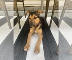 Small #4 Mutt