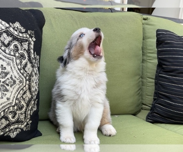 Medium Photo #32 Miniature Australian Shepherd Puppy For Sale in LA CANADA FLINTRIDGE, CA, USA