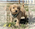Small Photo #6 Golden Retriever Puppy For Sale in COLORADO SPRINGS, CO, USA