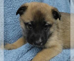 Mutt Dogs for adoption in Thief River Falls, MN, USA