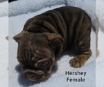 Small Photo #12 Bulldog Puppy For Sale in FRESNO, CA, USA