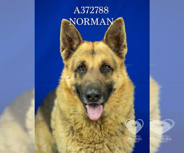 Medium Photo #2 German Shepherd Dog Puppy For Sale in Stockton, CA, USA