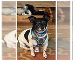 Small #7 Chihuahua Mix