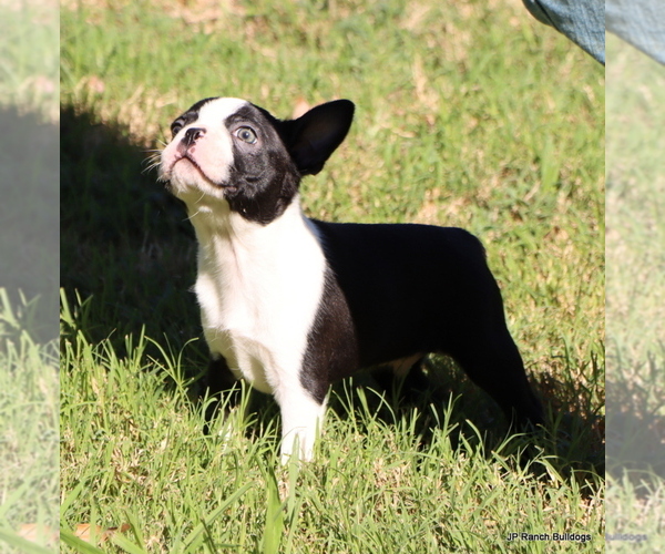 Medium Photo #6 Boston Terrier Puppy For Sale in WINNSBORO, TX, USA