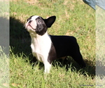 Elliot - Male Boston Terrier Puppy for Sale - Photo #6
