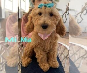 Goldendoodle Puppy for Sale in VICTORVILLE, California USA