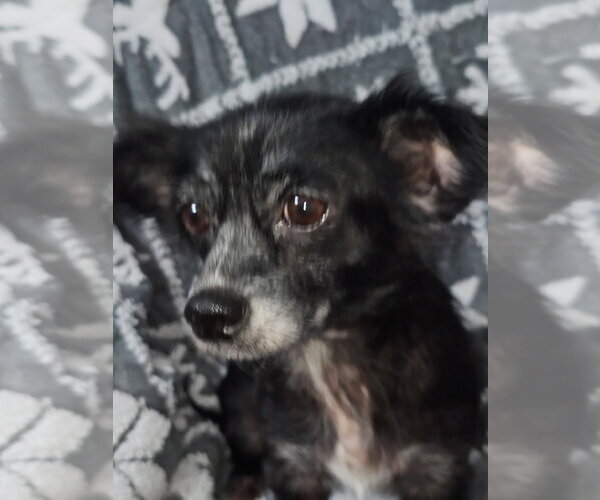 Medium Photo #1 Chihuahua-Unknown Mix Puppy For Sale in Missouri City, TX, USA