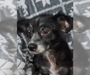 Chihuahua-Unknown Mix Dogs for adoption in Missouri City, TX, USA