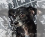 Trixiana - Female Chihuahua-Unknown Mix Dog for Adoption - Small photo