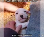 Small Photo #36 Dogo Argentino Puppy For Sale in JANE, MO, USA