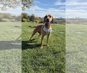 Fred - Male Mutt Dog for Adoption - Photo #7