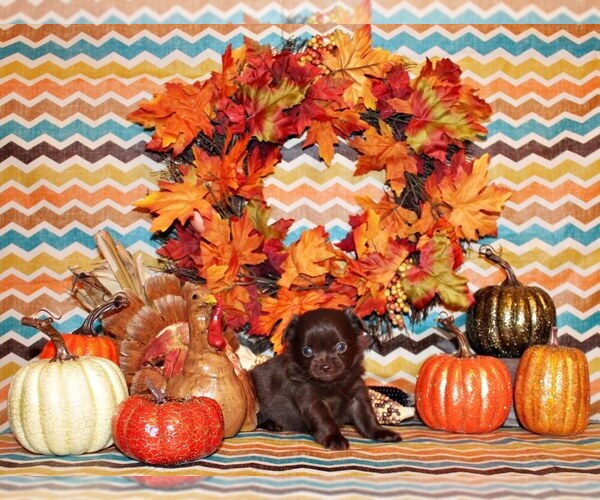 Medium Photo #2 Chihuahua Puppy For Sale in CHARLESTON, AR, USA