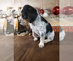 Small Photo #5 Australian Cattle Dog Puppy For Sale in BRIGGSDALE, CO, USA