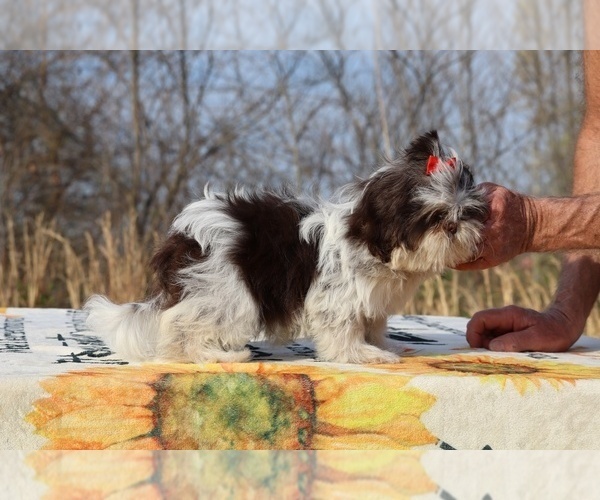 Medium Photo #16 Shih Tzu Puppy For Sale in DYERSBURG, TN, USA