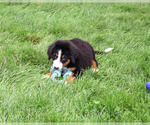 Small #4 Bernese Mountain Dog