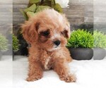 Small Photo #7 Cavapoo Puppy For Sale in CARLISLE, KY, USA