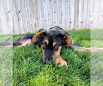 Small #18 Doberman Pinscher-German Shepherd Dog Mix
